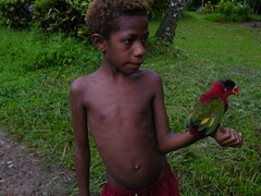 Lorius hypoinochrous