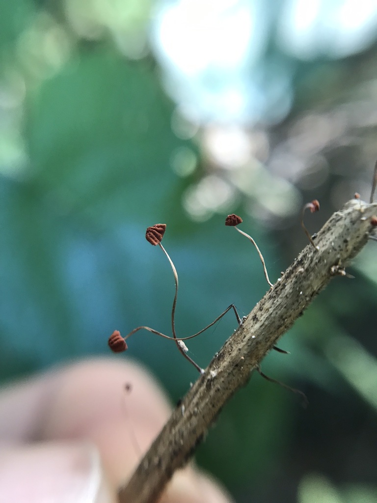 Marasmius haematocephalus · April 2023 · photo: © tutitah (iNaturalist, cc0)