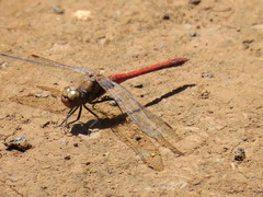 Sympetrum nigrifemur