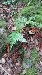 Asplenium adiantum-nigrum