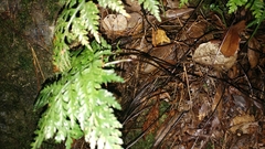 Asplenium adiantum-nigrum