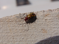 Isotes multipunctata