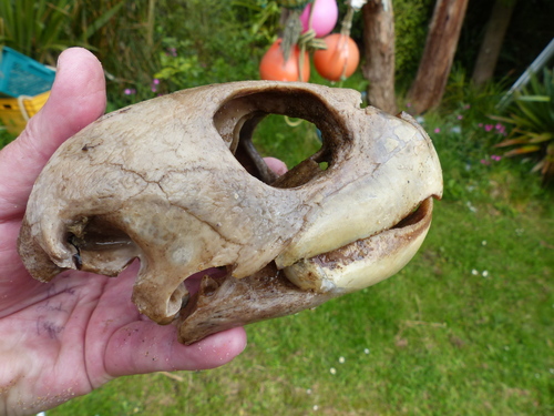 Olive Ridley Sea Turtle, Southland, NZ-SO, NZ, photo 7 of 10