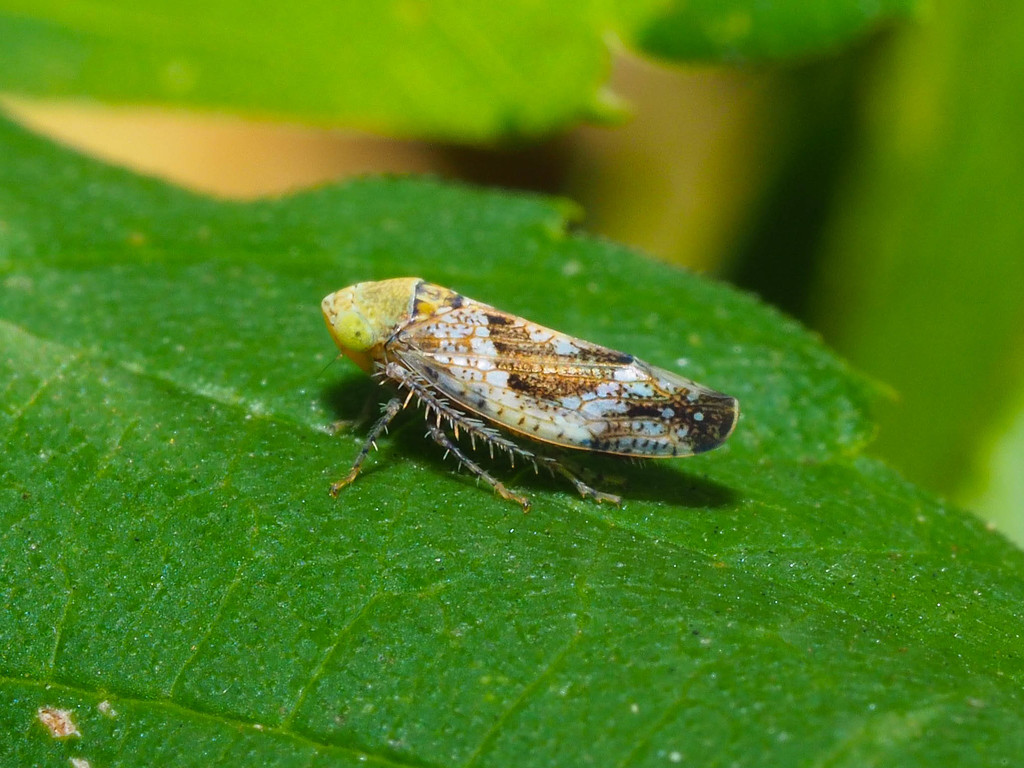 Hishimonus sellatus