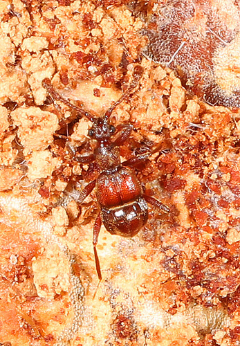 Tmesiphorus carinatus