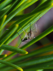 Aedes trivittatus
