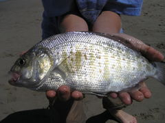 Amphistichus argenteus