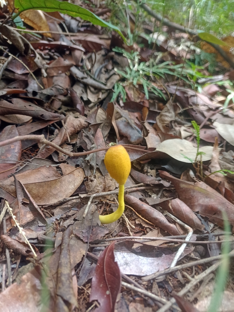 Leucocoprinus brunneoluteus · April 2023 · photo: © biomartita (iNaturalist, cc-by)