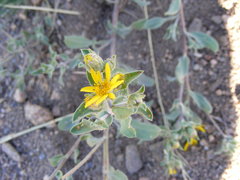 Heterotheca resinolens