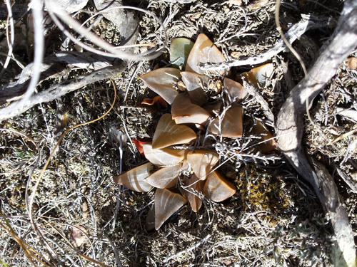 Haworthia mutica