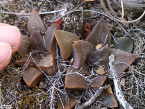 Haworthia mutica