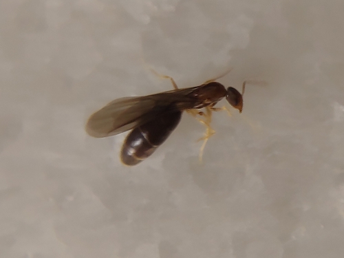 Tapinoma himalaicumTapinoma himalaicum