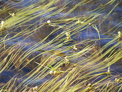 Sparganium angustifolium