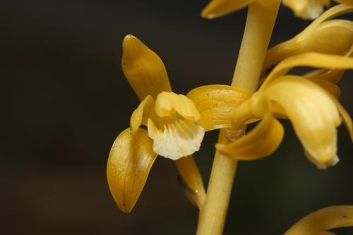 Spiked crested coralroot (Bletia spicata)