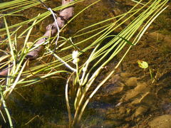 Sparganium angustifolium