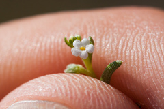 Pectocarya anisocarpa
