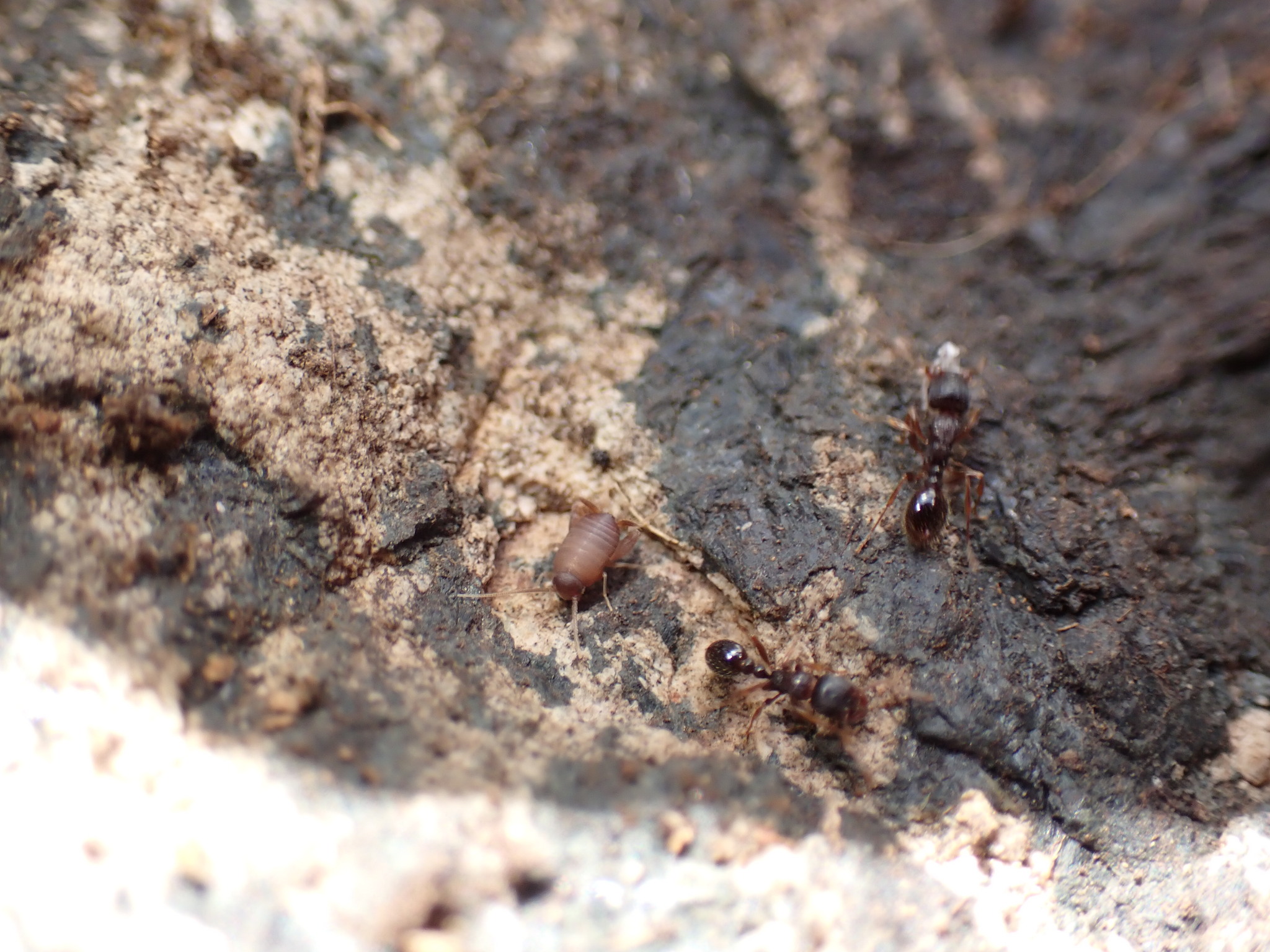 Myrmecophilus oregonensis Bruner, 1884