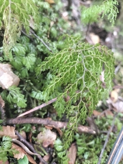 Hymenophyllum bivalve image
