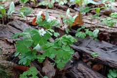 Isopyrum biternatum (Isopyrum biternatum)