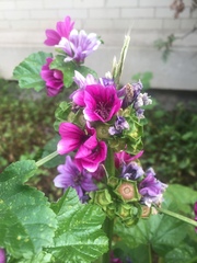 Malva