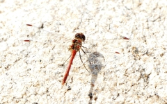 Sympetrum striolatum