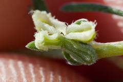 Pectocarya anisocarpa