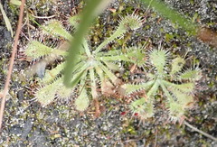 Drosera natalensis