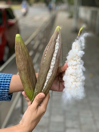 Ceiba pentandra