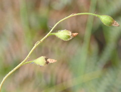 Drosera natalensis