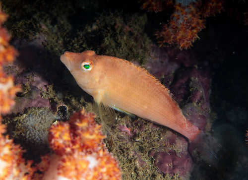 Cirrhitichthys bleekeri observed 2023-04-29