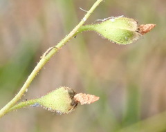 Drosera natalensis