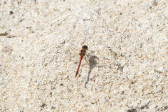 Sympetrum striolatum