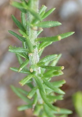 Selago villicaulis