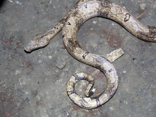 Pacific Boa