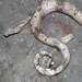 New Guinea Tree Boa - Photo (c) Michael Pennay, some rights reserved (CC BY-NC-ND), uploaded by Michael Pennay