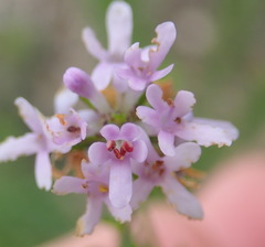 Selago villicaulis