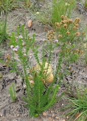 Selago villicaulis
