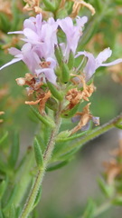 Selago villicaulis