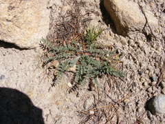 Astragalus parryi