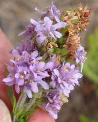 Selago villicaulis