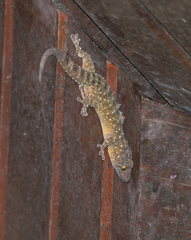 Gekko smithii