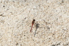 Sympetrum striolatum