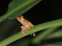 Rhacophorus pardalis