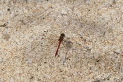 Sympetrum striolatum