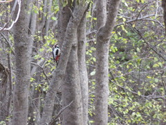 Dendrocopos leucopterus