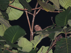 Batrachostomus cornutus