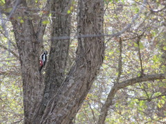 Dendrocopos leucopterus