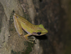 Chalcorana megalonesa