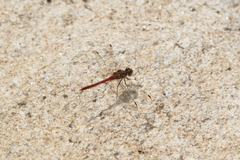 Sympetrum striolatum