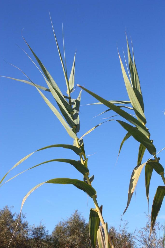 Giant Reed (Invasive Exotic Plants of North Carolina) · iNaturalist